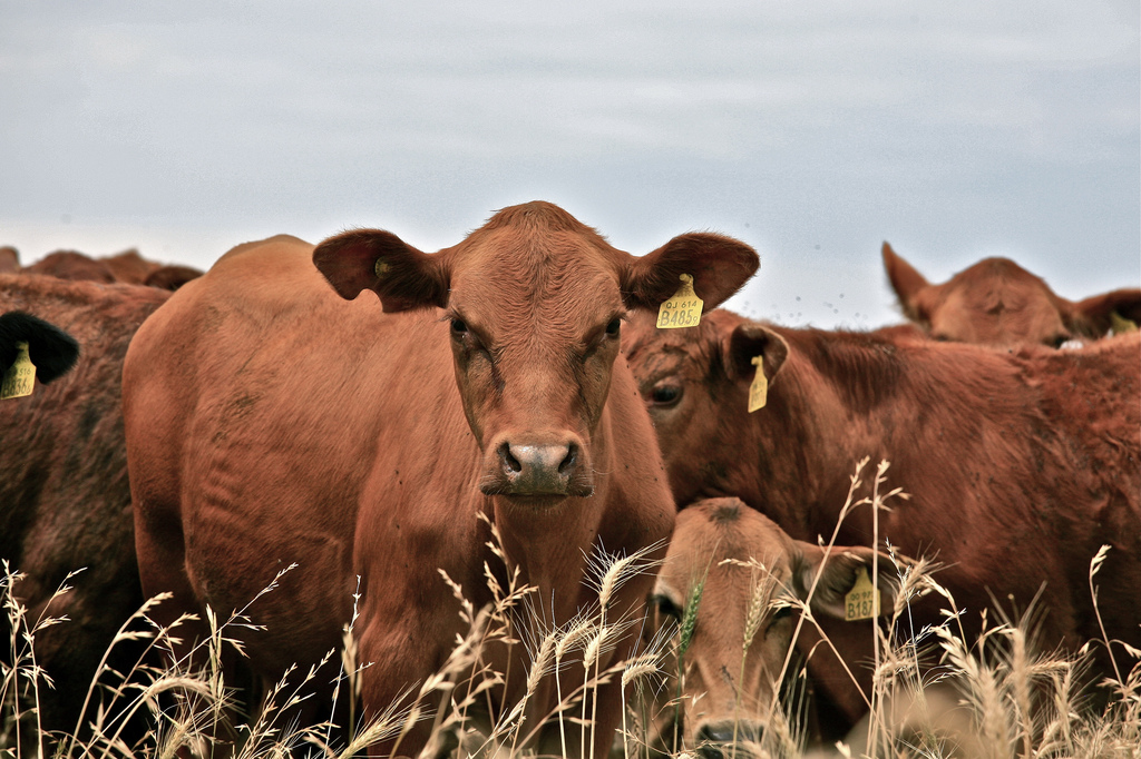 What are feed additives?