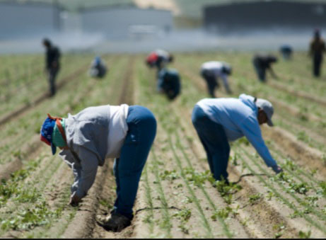 Weeding robots