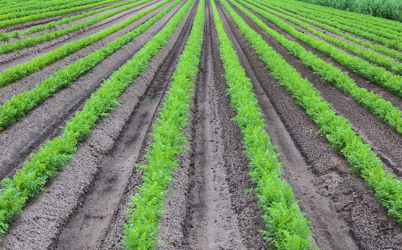 Organic vs. Conventional Farming