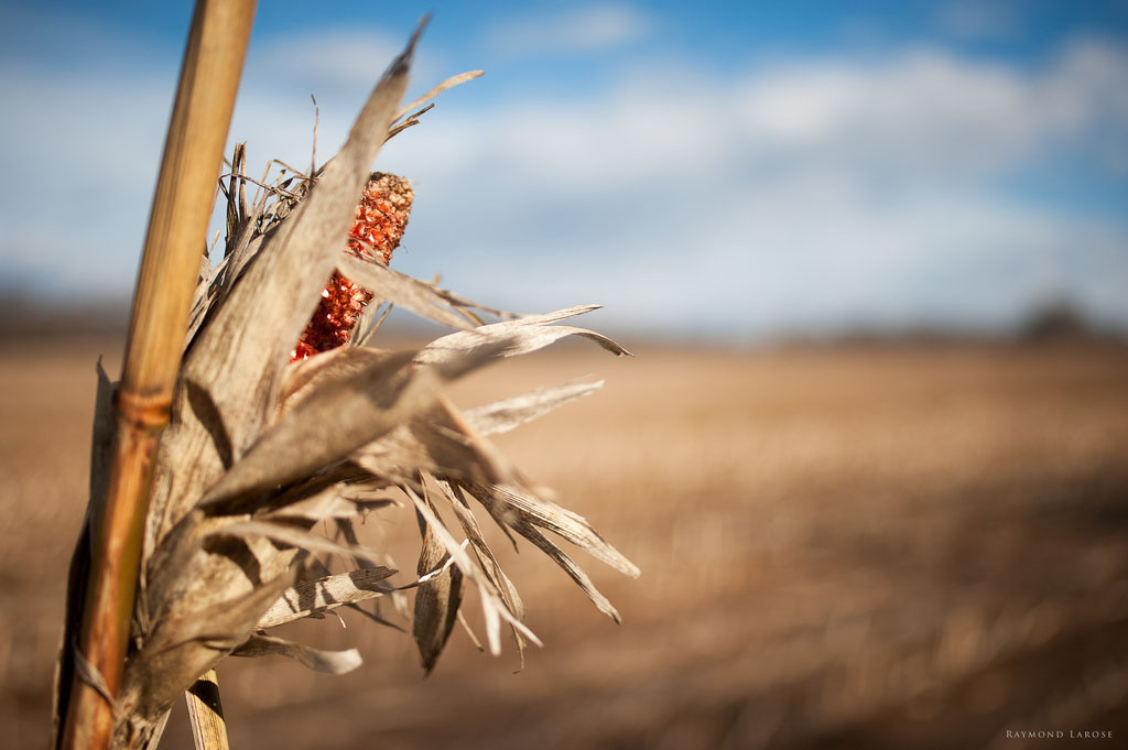 Biofuel Mandates Leave Guatemalans Hungry