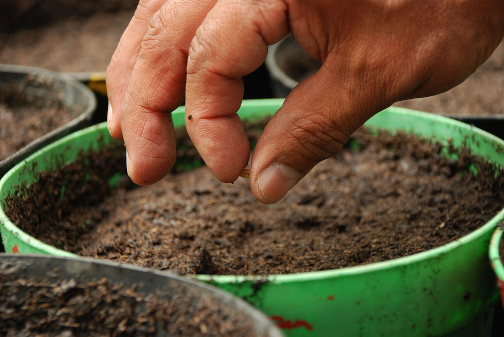 Seed Sharing, Coming to a Library Near You