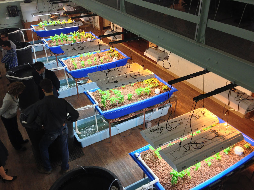 Aquaponics