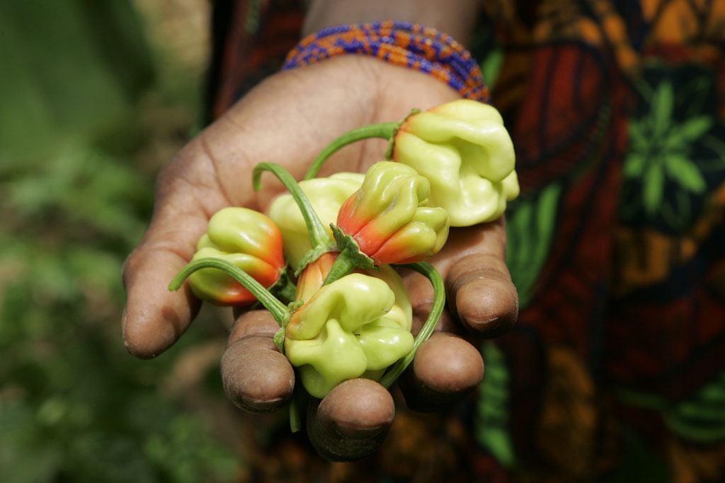 Gleaning to Reduce Food Waste