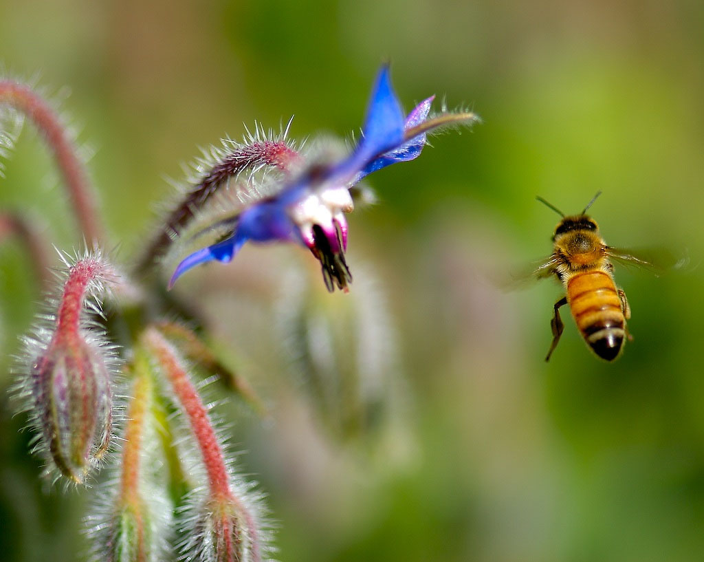 Four Ways to Help Bees