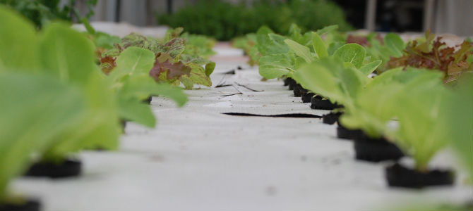 Reviving Neighborhoods with Aquaponics