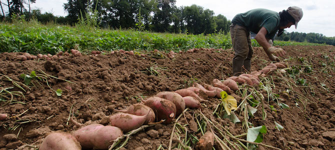 Fair Food Fund: Closing the Farm-to-Table Gap