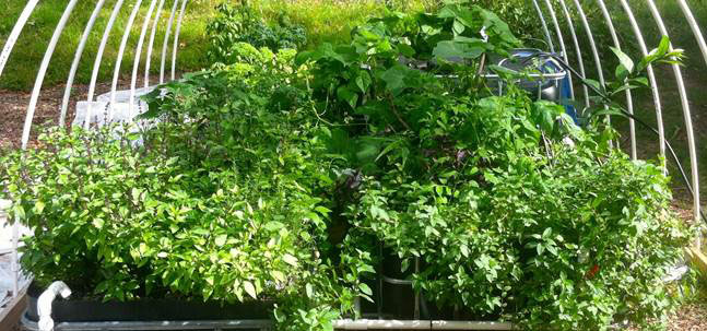 Free Aquaponics Workshop