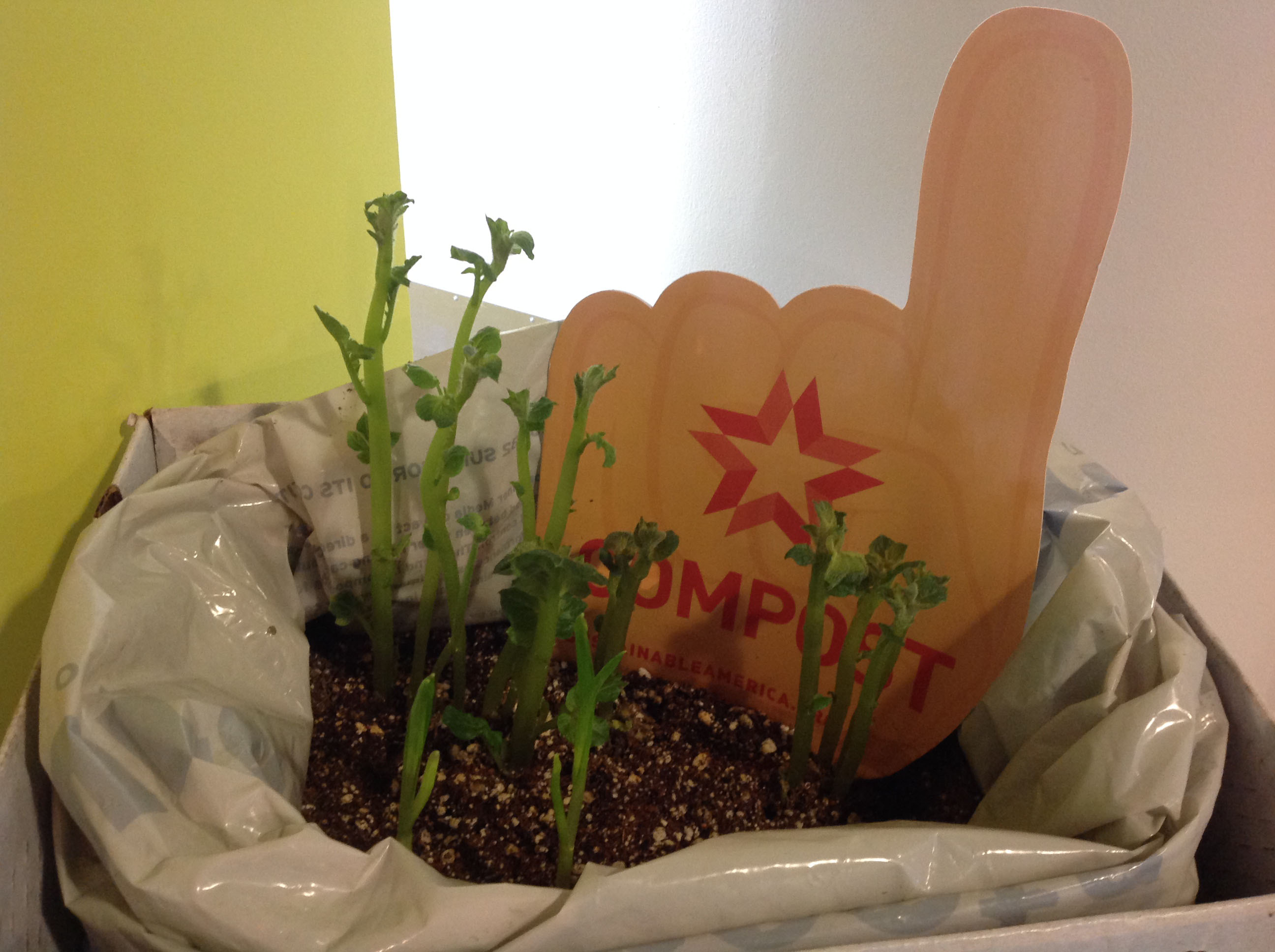 Potatoes grown in a bag