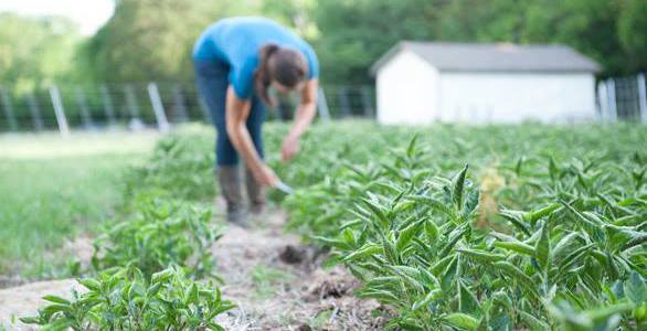 Stony Creek Colors: A Seed-to-Jeans Story