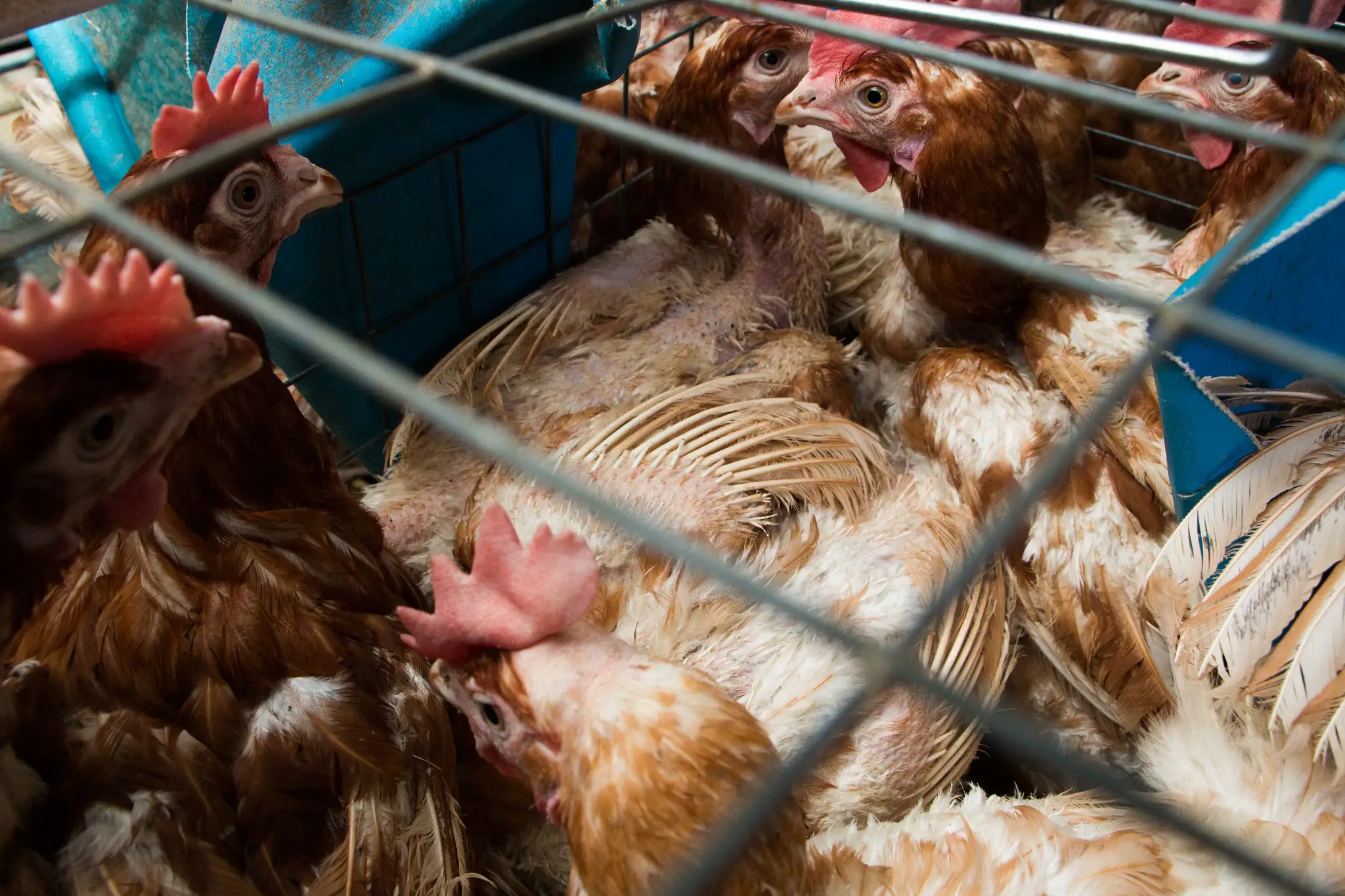 While consumer pressure has pushed for improvements for poultry, many hens still live in substandard conditions.