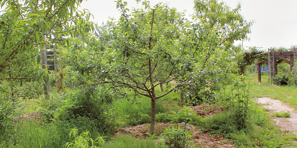 The Rise of Community Food Forests