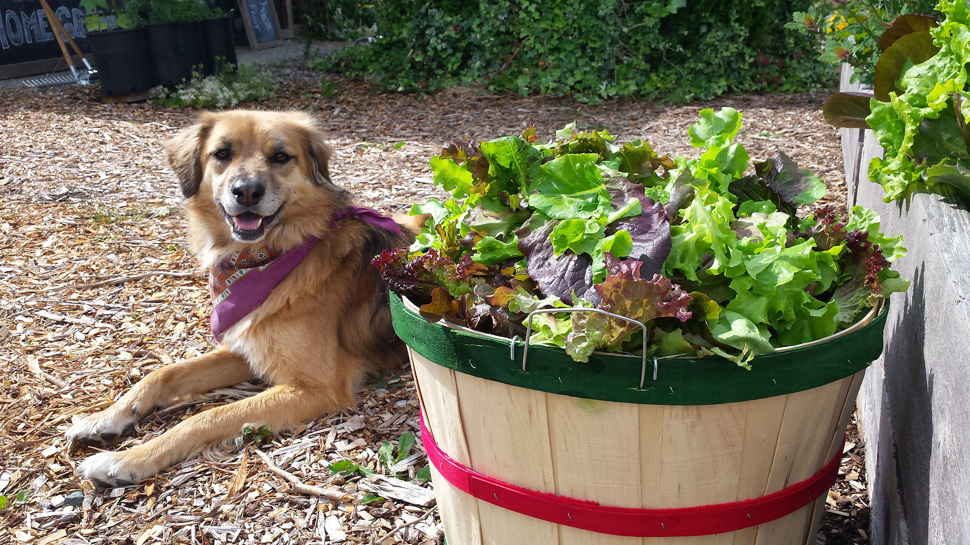 How to Be a Backyard Carbon Farmer