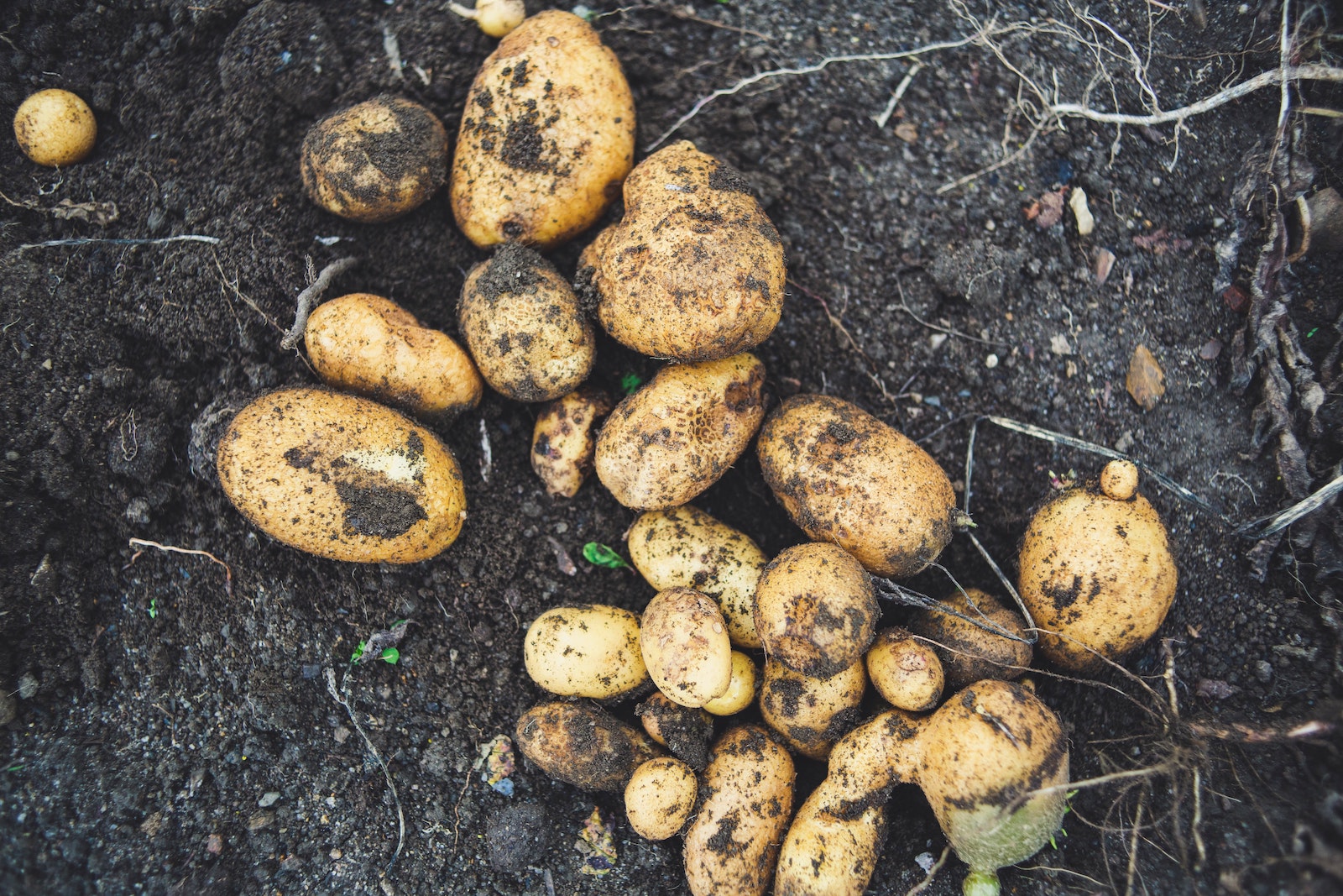 Overwintering Your Produce Can Provide You With Fresh Veggies Year-Round